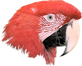 MACAW2.jpg - 23808 Bytes